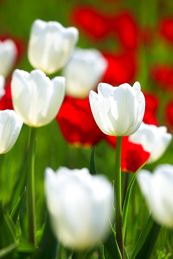 Tulip, Tulipa, Tulpe, Insel Mainau, Isle of Mainau, Konstanz, Germany