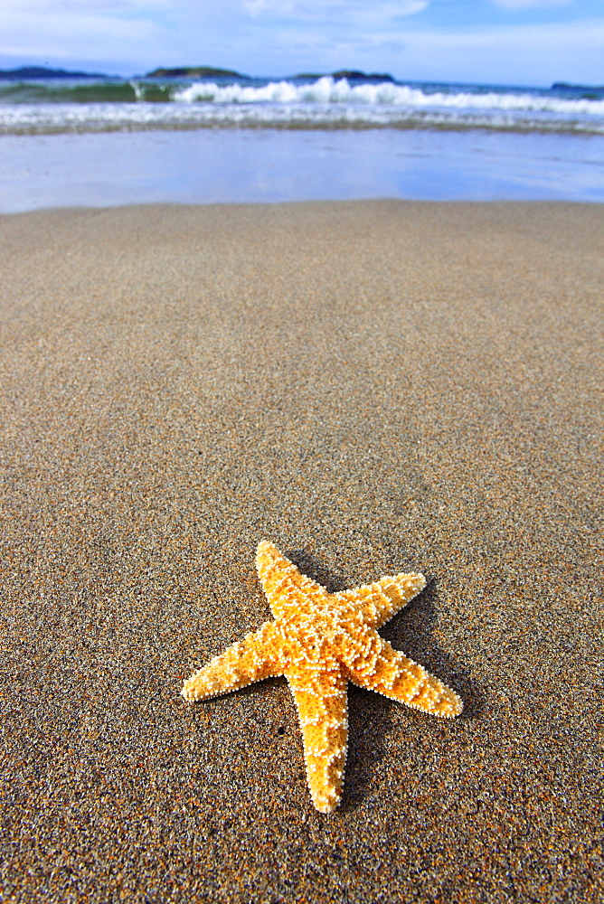 sea star on sandy beach, Sutherland, Scotland