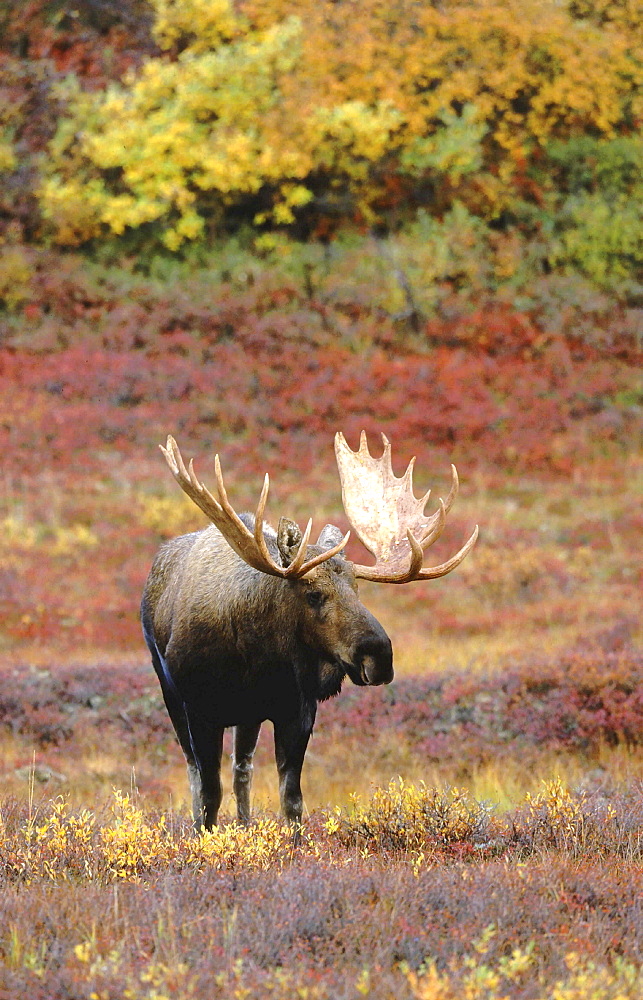 Moose, alces alces. Male bull standing in tundra in autumn. North america