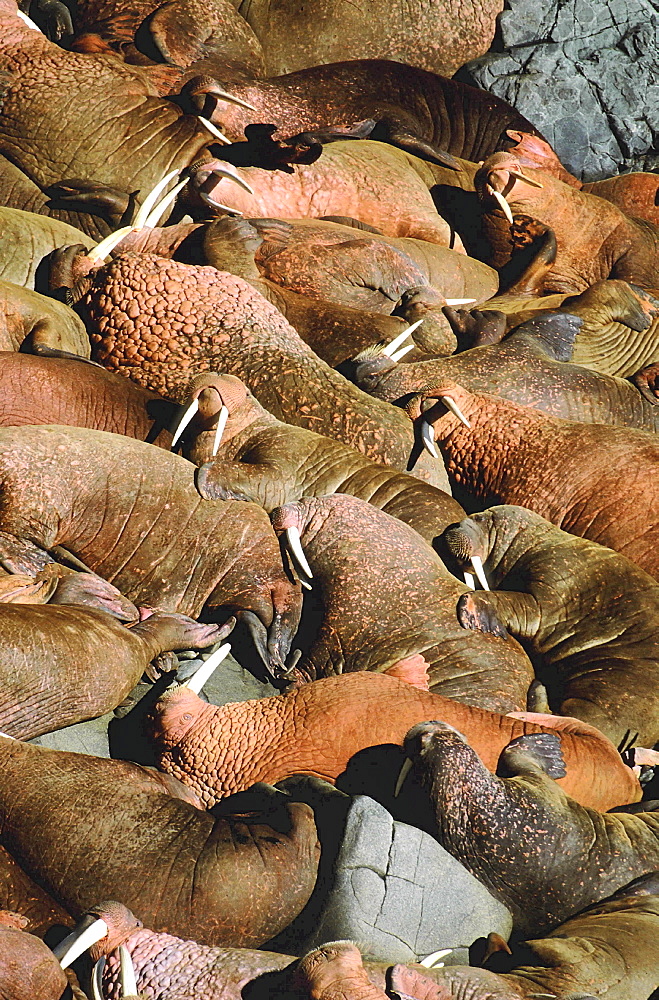 Walrus, odobenus rosmarus. Males/ bulls lying on top of each other; summer; long white tusks