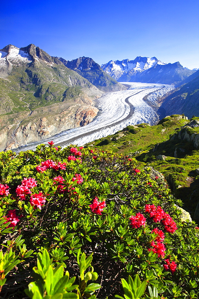 Aletsch Glacier, Swiss Alps, Switzerland