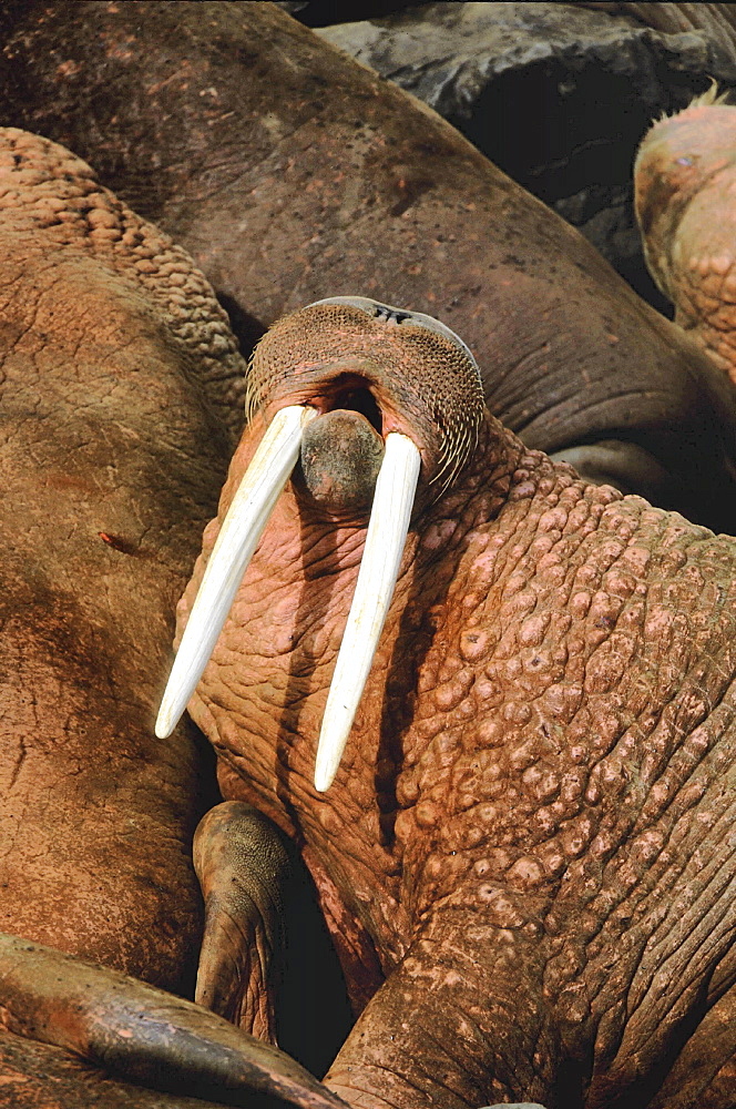 Walrus, odobenus rosmarus. Portrait of male with long white tusks