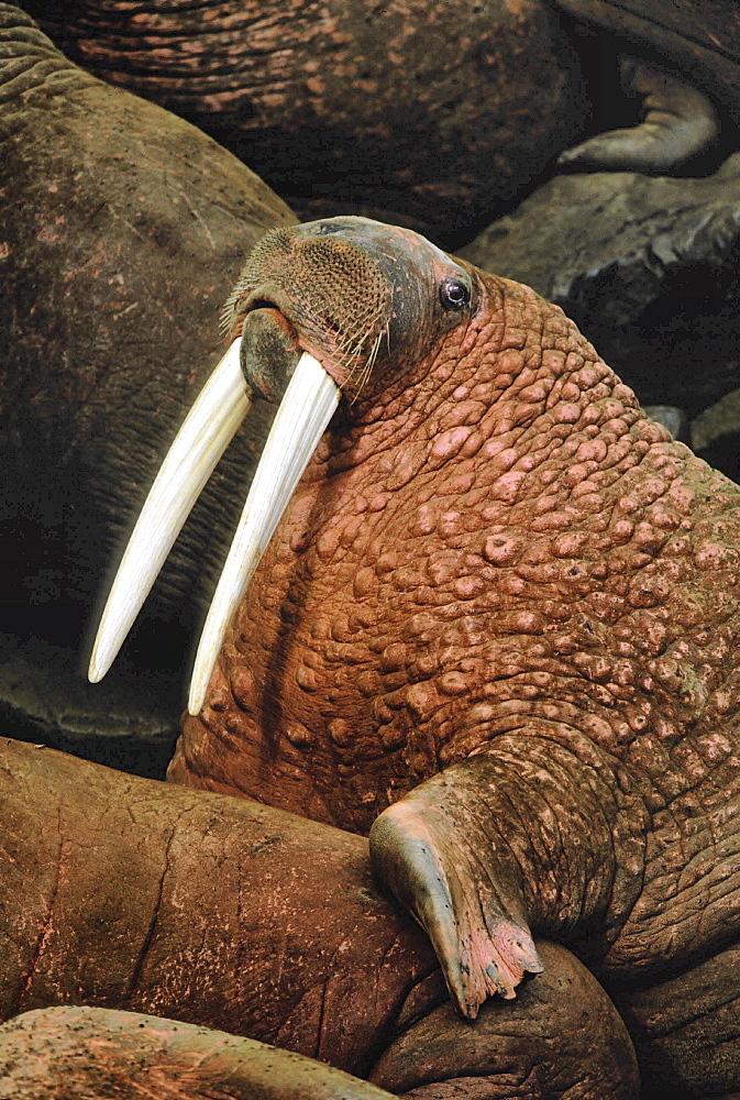 Walrus, odobenus rosmarus. Portrait of male with long white tusks