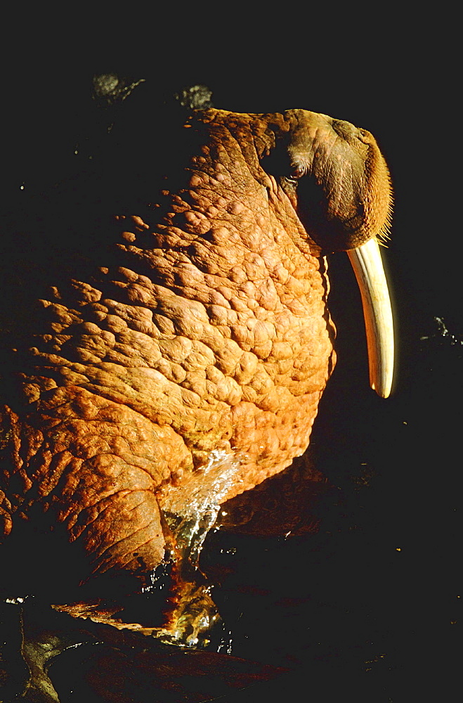 Walrus, odobenus rosmarus. Portrait of male with long white tusks