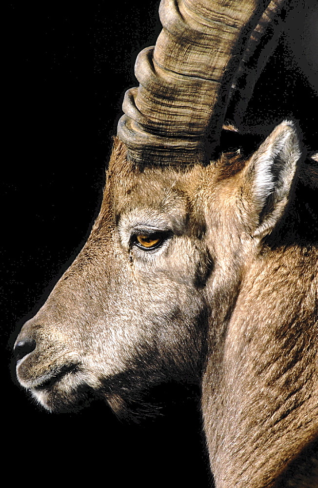 Ibex or steinbok, capra ibex. Male with big horns; close up portrait .