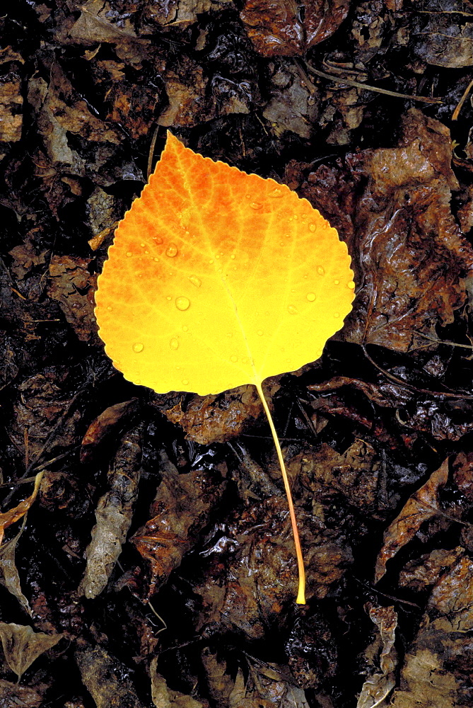 Birch tree. Birch tree leaves in autumn colour; covering the ground; contrast of colour