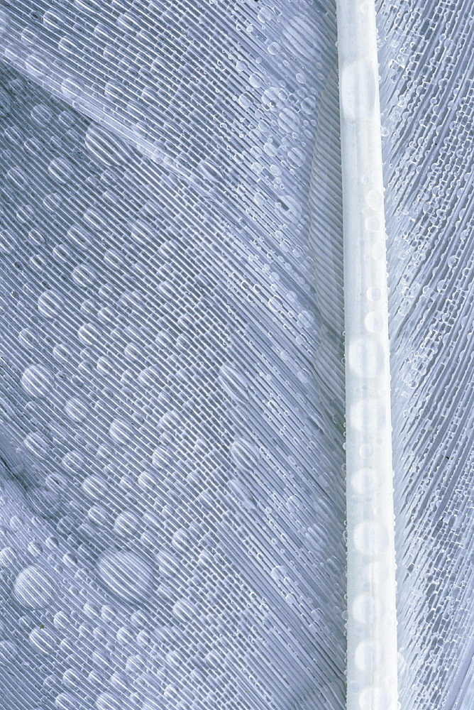 Feather white feather covered with waterdrops; closeup