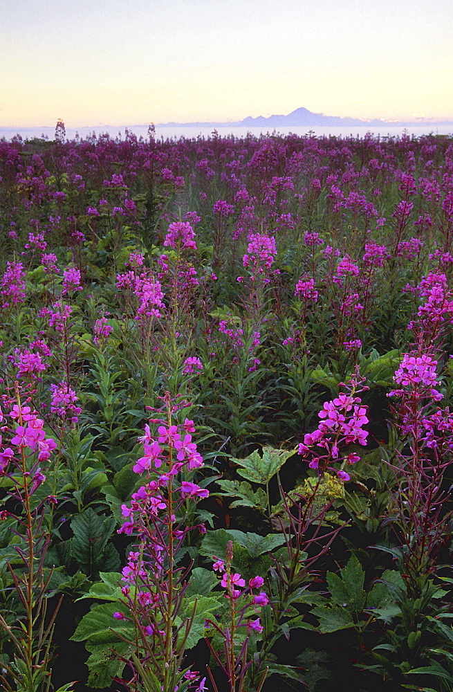 Fireweed, epilobium angustifolium. Field with mass of flowers in pink. Mountain silhouette in the background