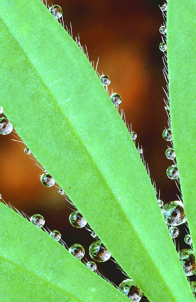 Close-up of a leaf. Lupine leaf with raindrops