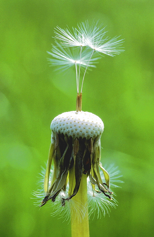 Dandelion, taraxacum officinale. Close up of seedheads in spring