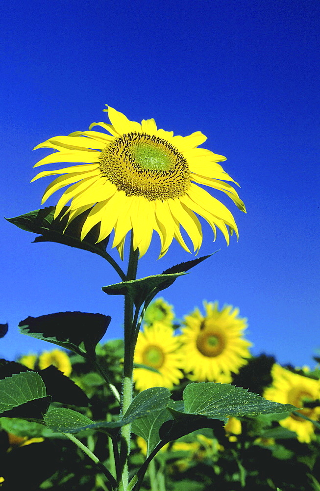 Sunflower, helianthus annuus