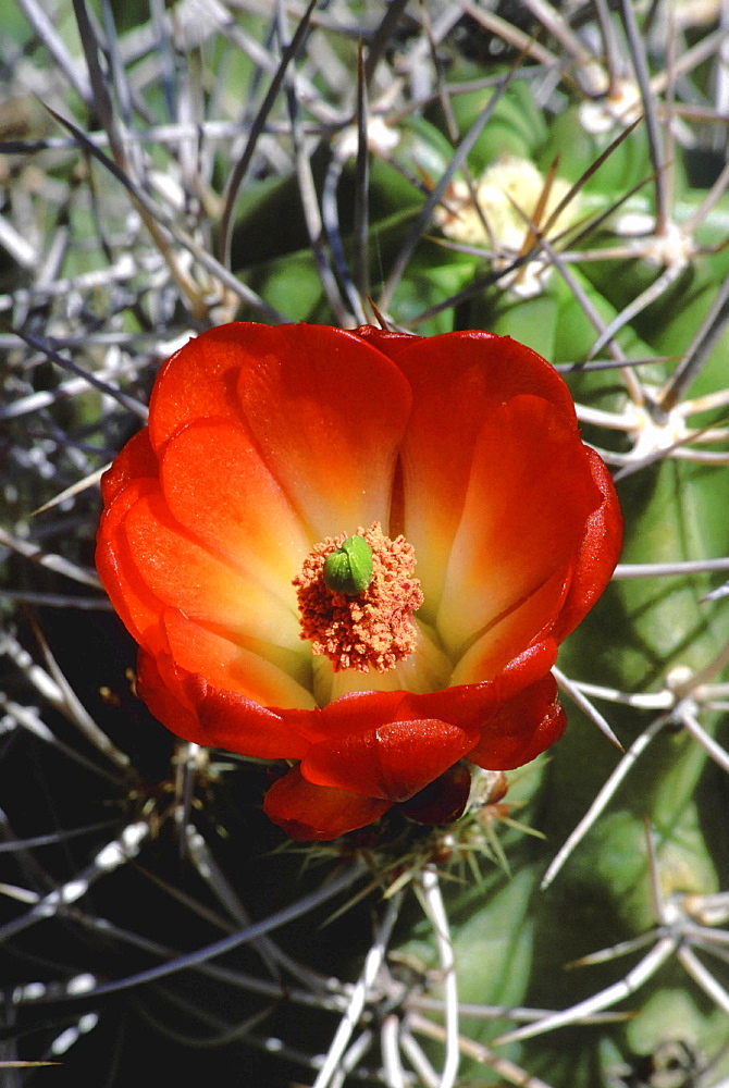 Claret cup cactus, echinocereus triglochidiatus. Close-up