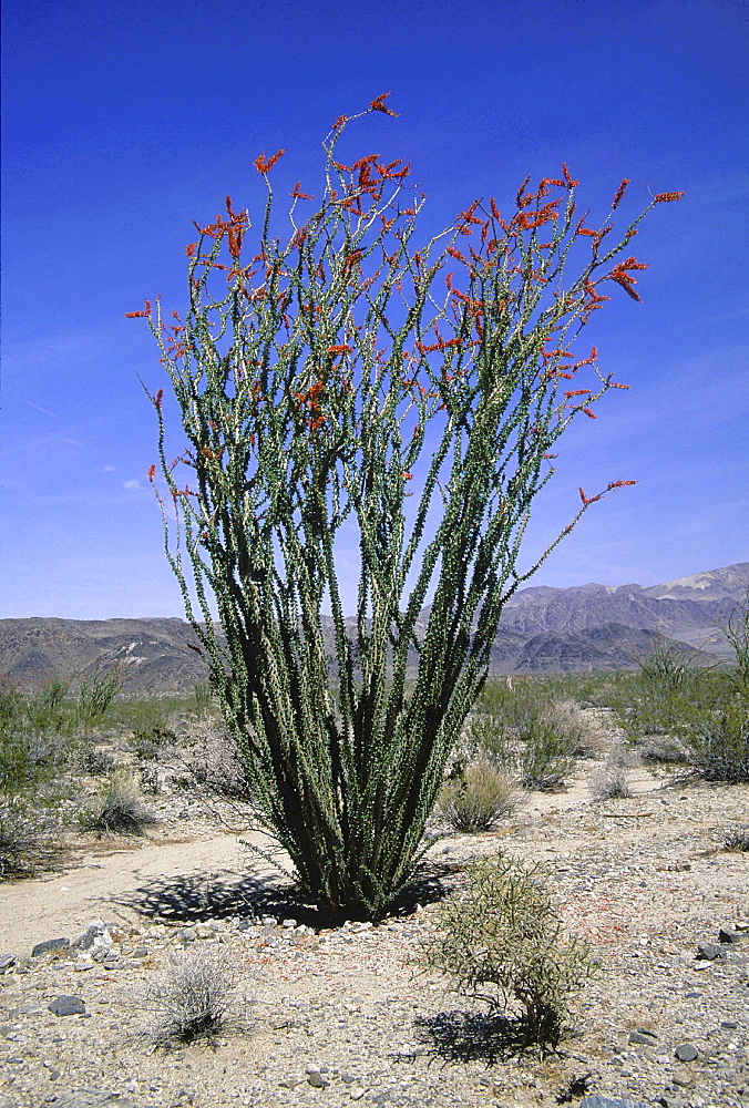 Cactus. Flowering cactus; tall cactus with red flowers; .