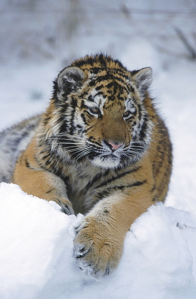 Amur tiger. Panthera tigris altaica. Portrait of one year old tiger (called cotto) in snow. Zurich zoo, zurich, switzerland