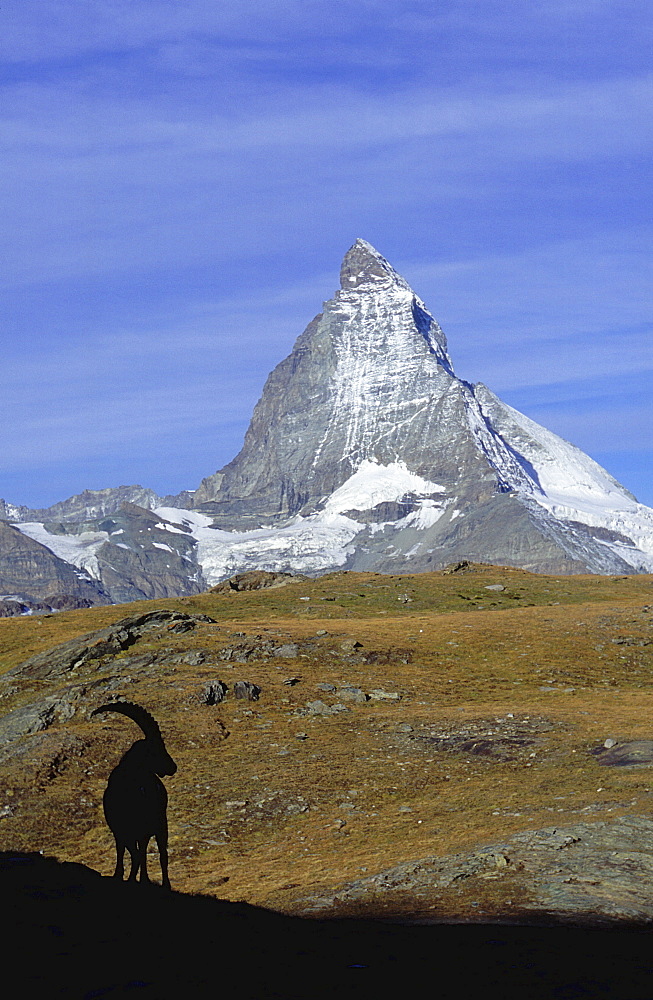 Mountains, switzerland. Valais, wallis, zermatt. Matterhorn with ibex (capra ibex) in the foreground