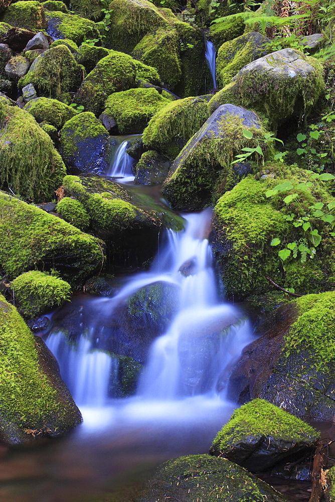 Valley, washington, olympic national park, temperate rainforest