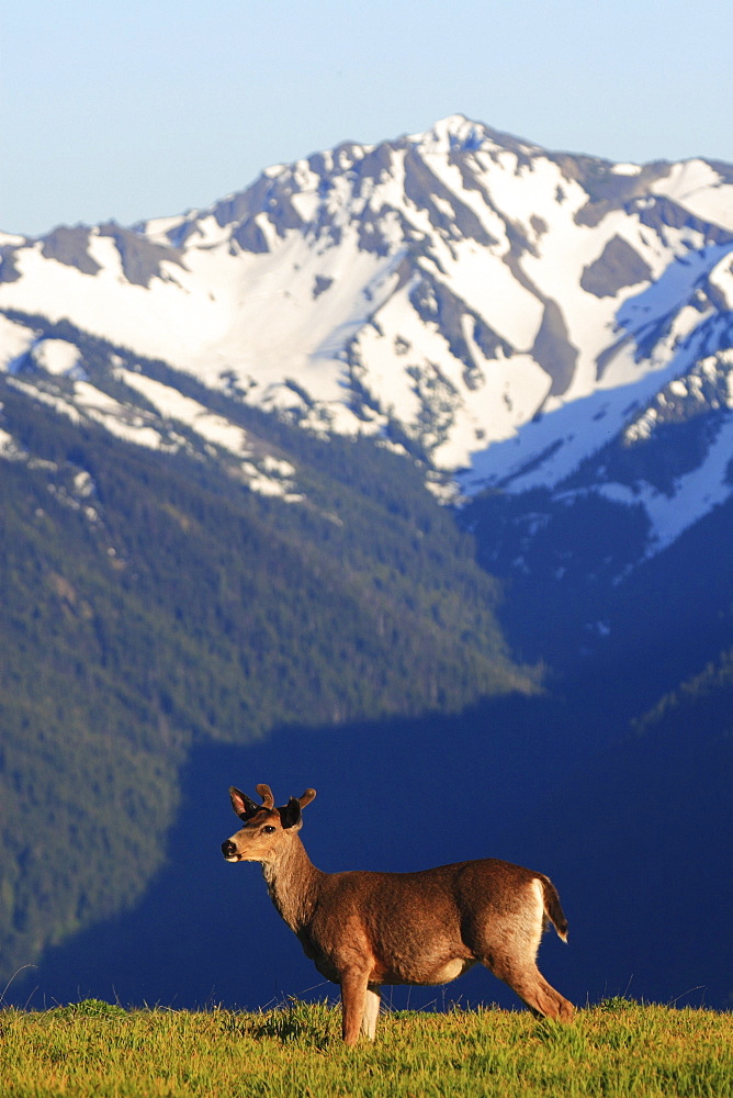 Columbian black-tailed deer, odocoileus hemionus columbianus. Young male. Hurricane ridge, olympic national park, washington