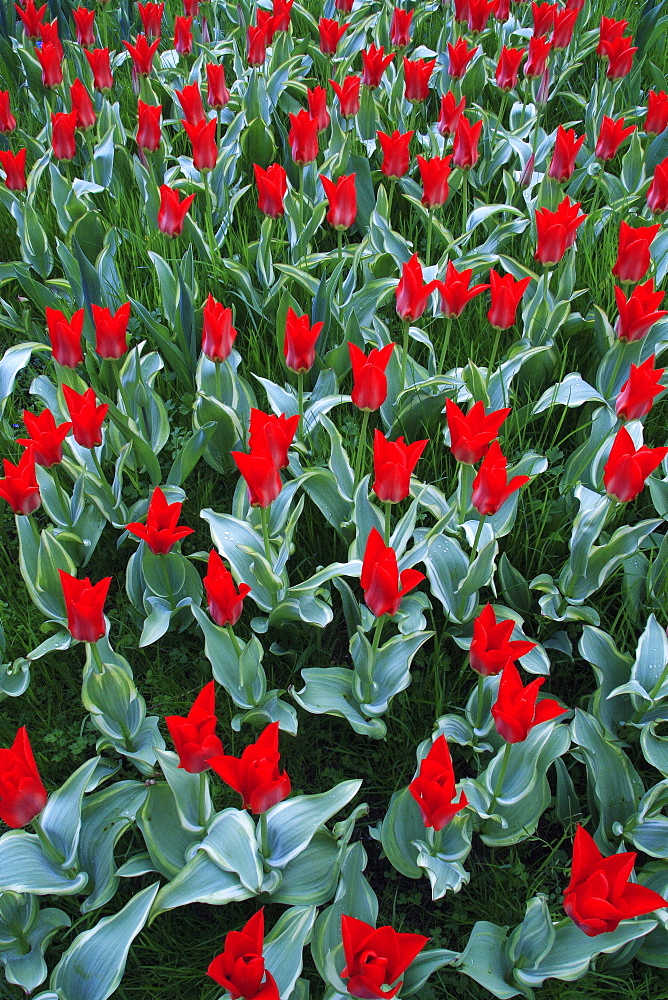 Tulips in spring. Konstanz, german