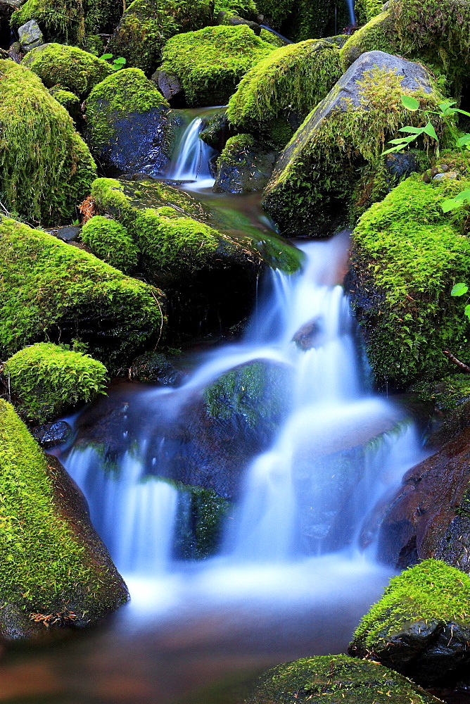 Valley, olympic national park, washington