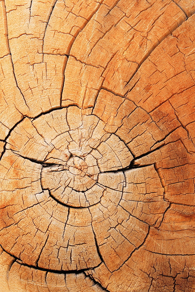 Ancient britlecone pine, pinus longaeva, ancient britlecone pine forest, white mountains, california