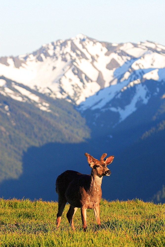 Columbian blacktailed deer, odocoileus hemionus columbianus, hurricane ridge, olympic national park, washington