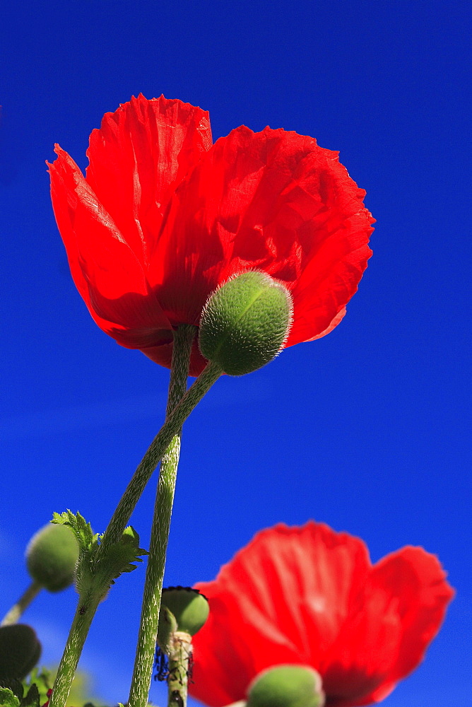 Red poppy /corn poppy, papaver rhoeas, spring, oetwil am see, switzerland.