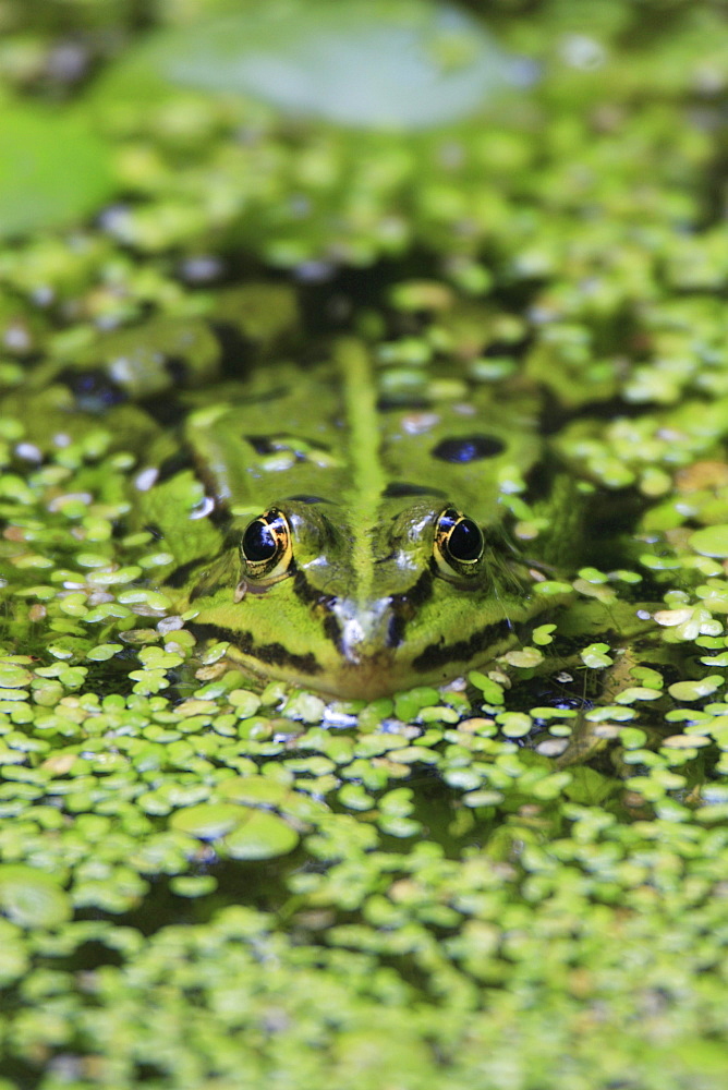 Common pool frog, water frog, rana esculenta, spring, in pond, oetwil am see, zuerich, switzerland