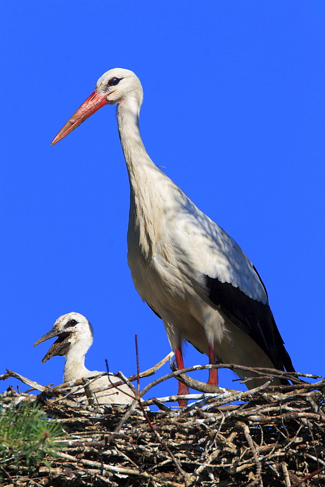 White stork, stork, ciconia ciconia, mother and young standing in nest, spring, oetwil am see, zuerich, switzerland