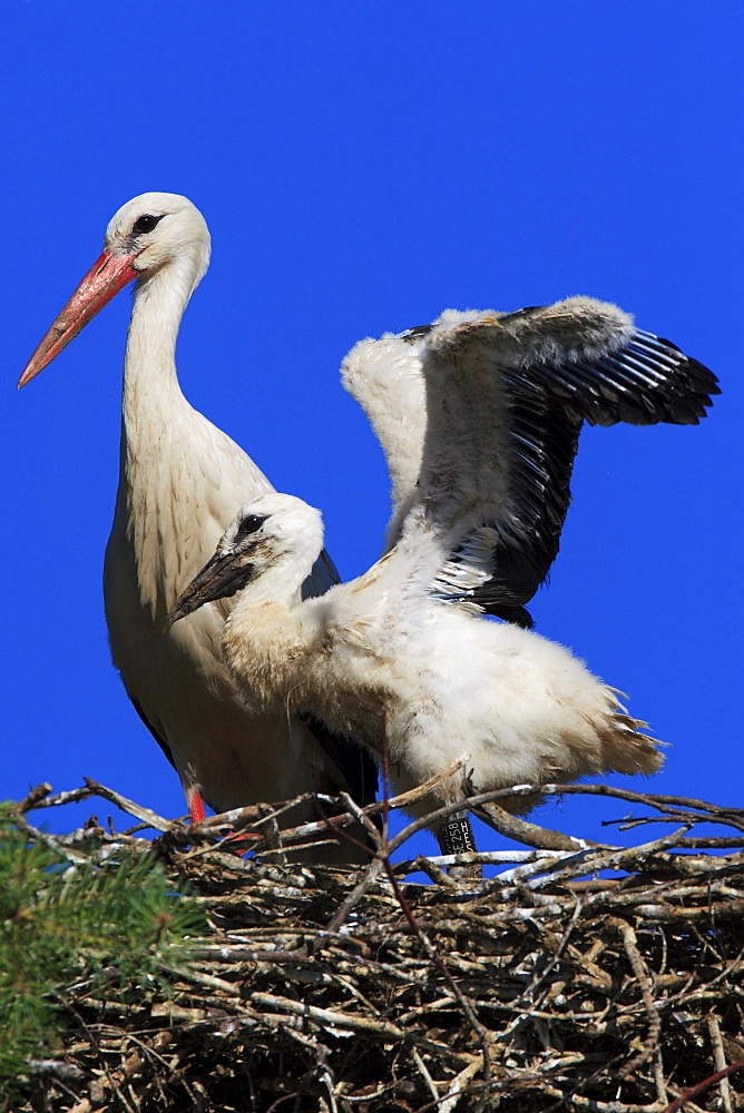 White stork, stork, ciconia ciconia, weissstorch, storch, mother and young standing in nest, spring, oetwil am see, zuerich, switzerland