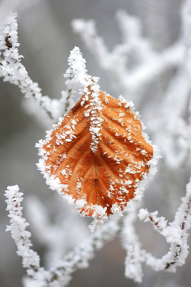 Beech leaves, fagus sylvaticia l., covered in hoarfrost, switzerland