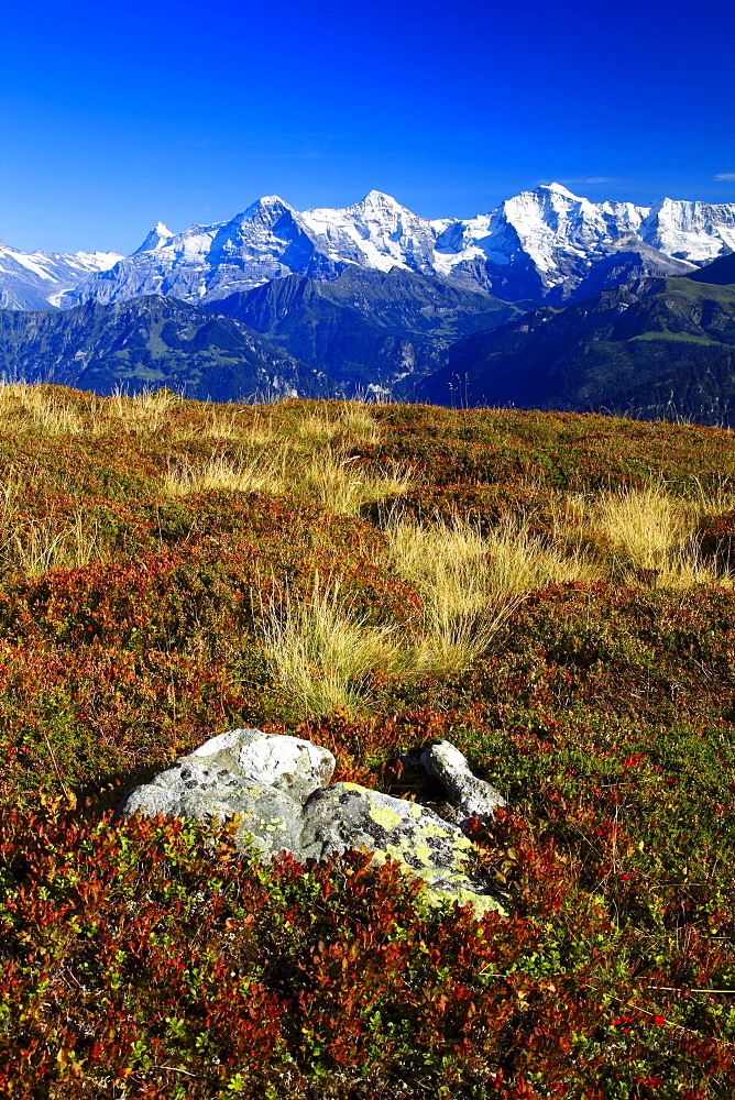 Schweizer Alpen, Aussicht vom Niederhorn, Finsteraarhorn, 4274 m, Eiger, 3974 m, Moench, 4099 m, Jungfrau, 4158m, Herbst, Berner Oberland, Bern, Schweiz