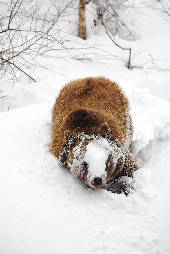 Brownbear, european brownbear, bear, ursus arctos, in winter, national park bayrischer wald, germany, captiv