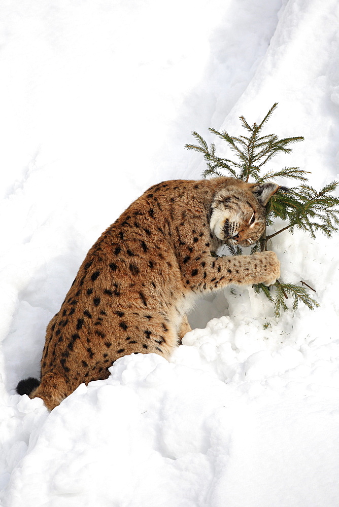 European lynx, lynx lynx, female adult, in winter, national park bayrischer wald, germany, captiv