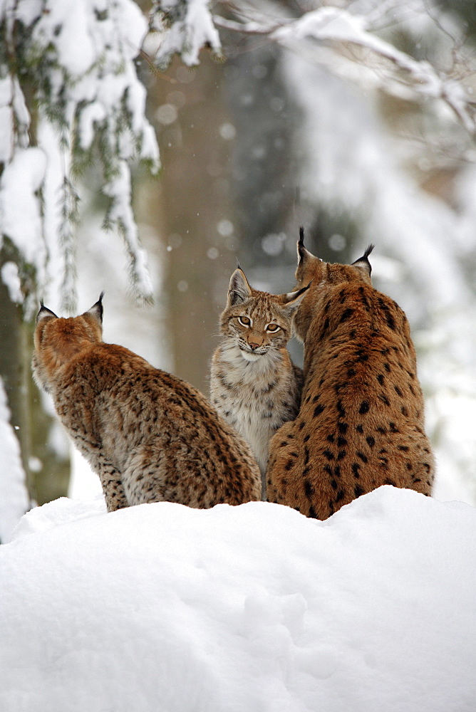 European lynx, lynx lynx, family in winter, national park bayrischer wald, germany, captiv