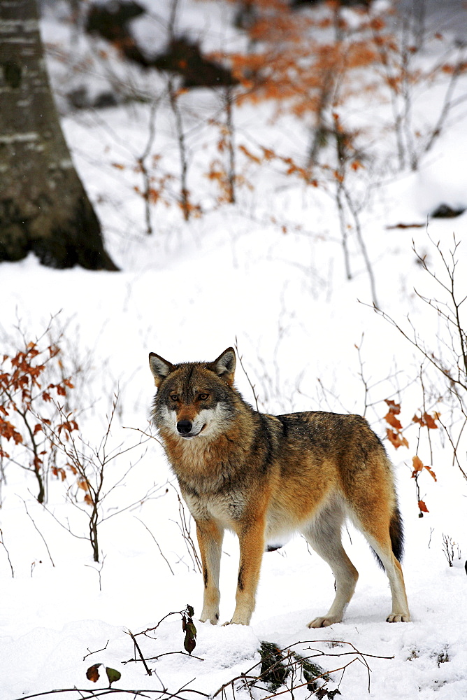 European wolf, wolf, canis lupus lupus, adult, in winter, national park bayrischer wald, germany, captiv