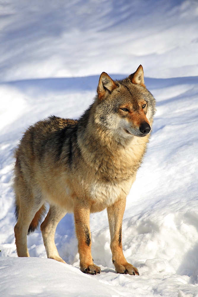 European wolf, canis lupus lupus, adult, in winter, national park bayrischer wald, germany, captiv