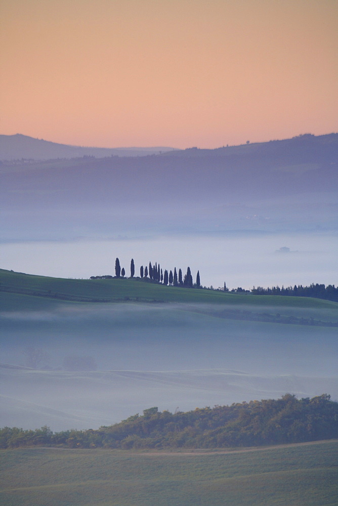 Cypress, italian cypress, cupressus sempervirens, hill countryside, agricultural landscape, tuscany. italy