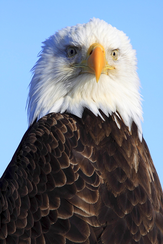 Bald eagle, haliaeetus leucocephalus, weisskopfseeadler, homer, kenai peninsula, alaska, usa