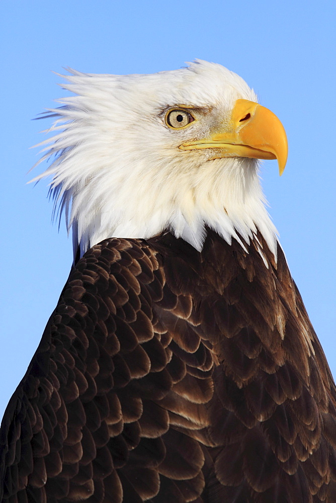 Bald eagle, haliaeetus leucocephalus, weisskopfseeadler, homer, kenai peninsula, alaska, usa