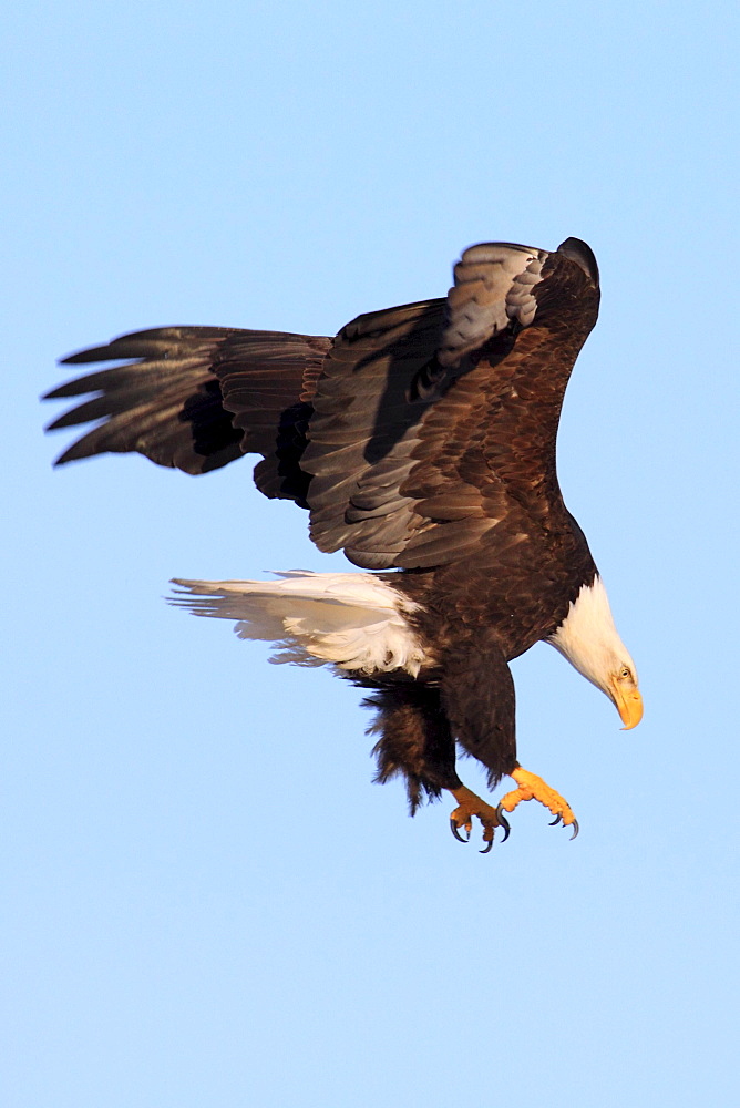 Bald eagle, haliaeetus leucocephalus, weisskopfseeadler, homer, kenai peninsula, alaska, usa