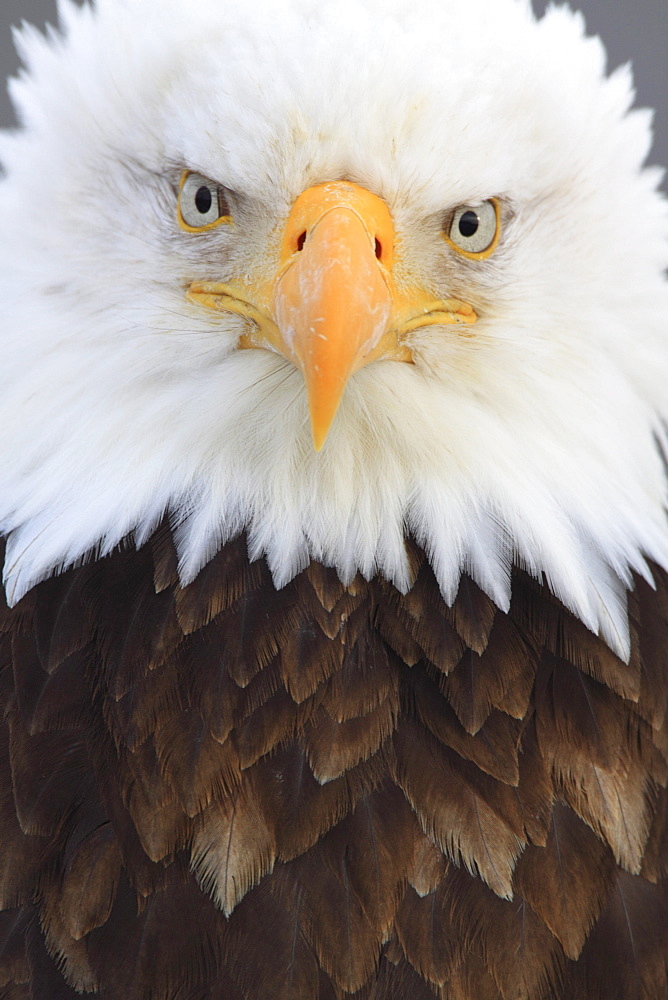 Bald eagle, haliaeetus leucocephalus, weisskopfseeadler, homer, kenai peninsula, alaska, usa