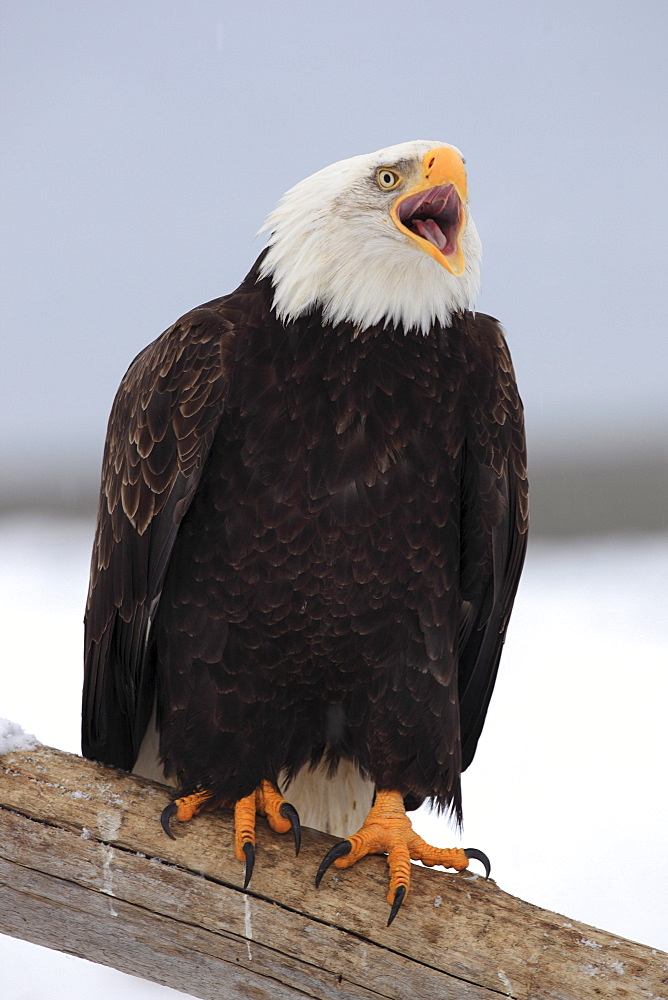 Bald eagle, haliaeetus leucocephalus, weisskopfseeadler, homer, kenai peninsula, alaska, usa