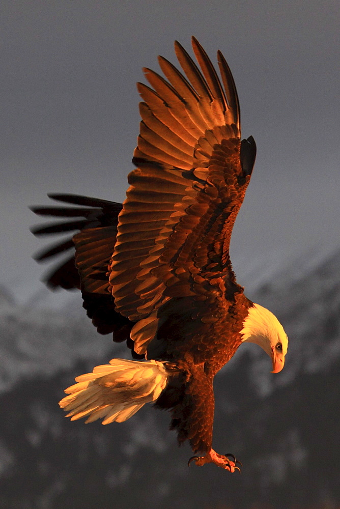 Bald eagle, haliaeetus leucocephalus, weisskopfseeadler, homer, kenai peninsula, alaska, usa