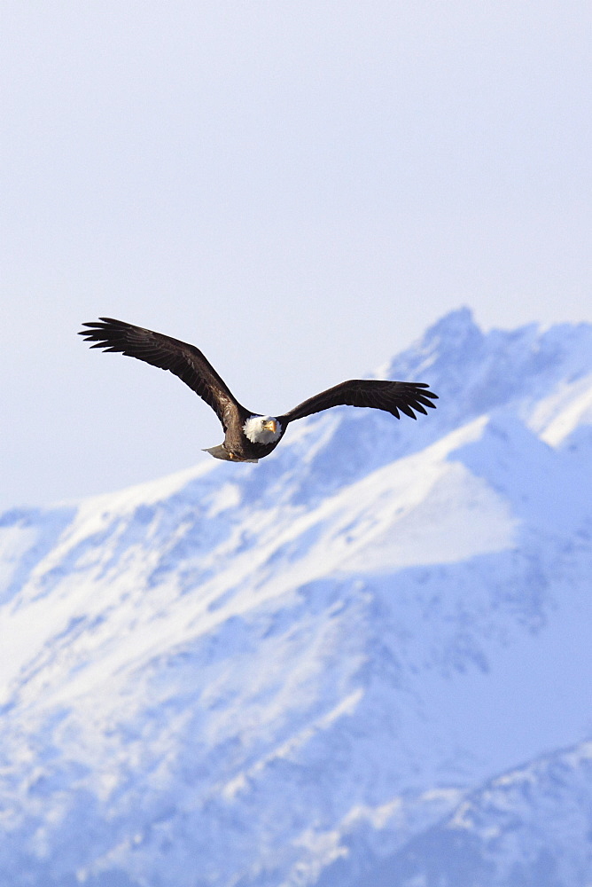 Bald eagle, haliaeetus leucocephalus, weisskopfseeadler, homer, kenai peninsula, alaska, usa