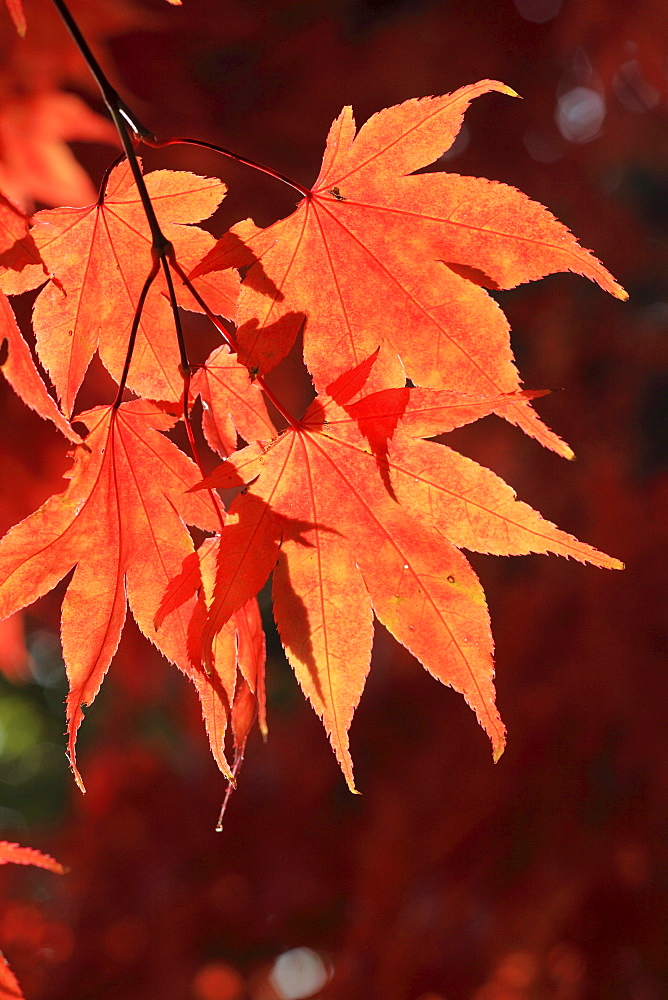 Faecher-Ahorn, Japanischer Ahorn, Acer palmatum, Zuercher Oberland, Zuerich, Schweiz