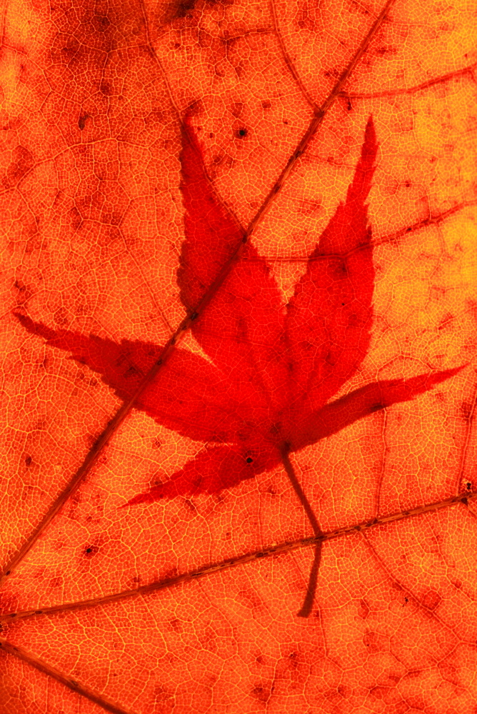 Faecher-Ahorn, Japanischer Ahorn, Acer palmatum, Zuercher Oberland, Zuerich, Schweiz