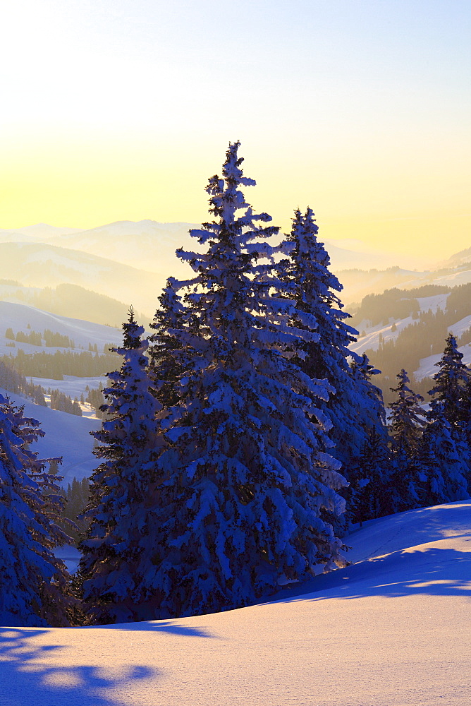 snow covered trees, winter forest, Switzerland