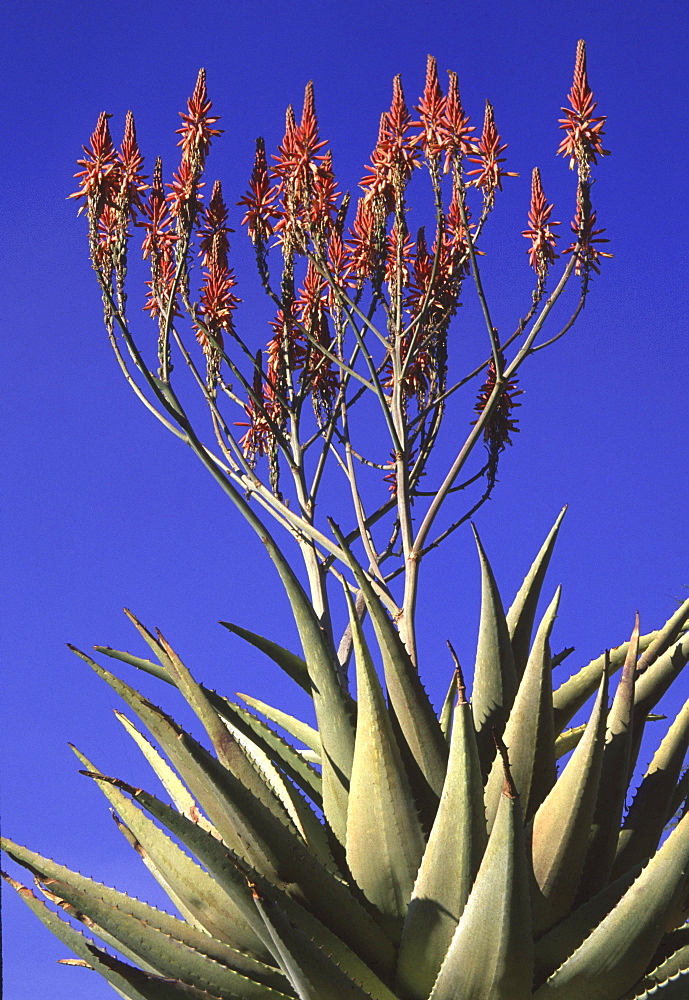 Mountain aloe in flower. Aloe litoralis. Namibia