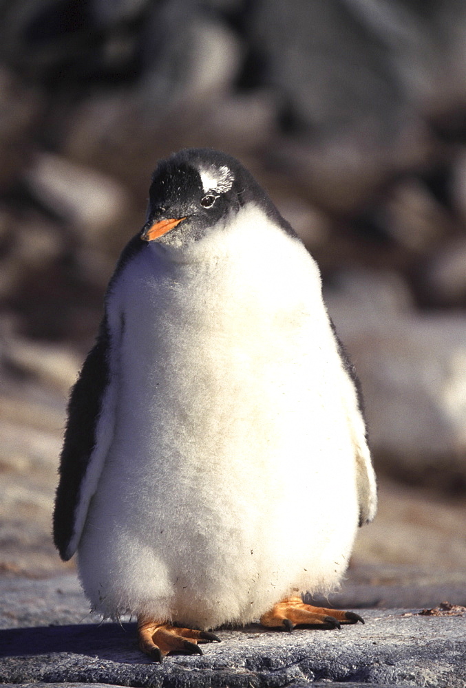 Gentoo penguin. Pygoscelis papua. Chick. Wiencke island. Antarctica