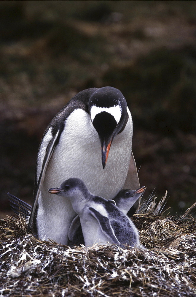 Gentoo penguin. Pygoscelis papua. Royal bay, south georgia, antarctica